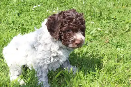 Romagna Water Dog - Tomborgotto Bora