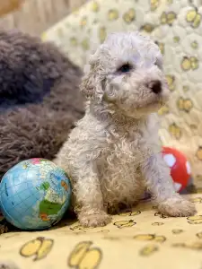 Romagna Water Dog - Zummi Gummi