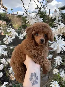 Pudla - patuljasta - Axel Christina Diamond Dream