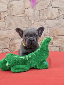 Französische Bulldogge - Dorina