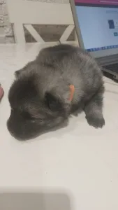 Wolfsspitz - Silver Whirl Baby Gold Star