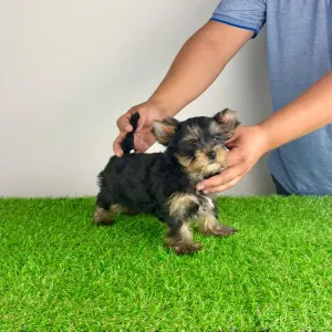 Yorkshire Terrier - Dodo