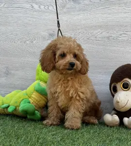 Cavapoo - Edgar