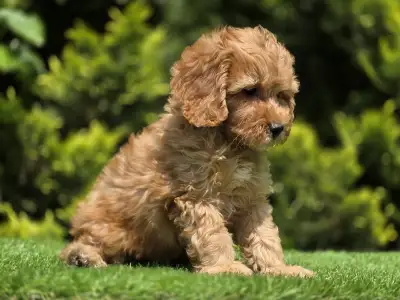 Cavapoo - Tim