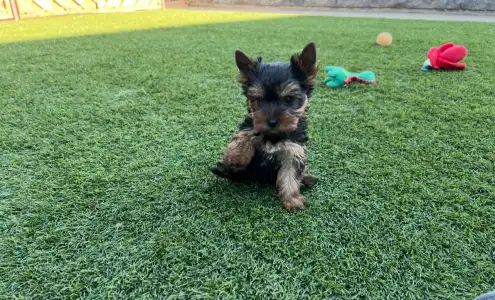 Yorkshire Terrier - Zora