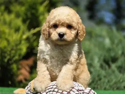 Cavapoo - Hugo