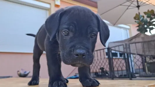 Cane Corso - Buster
