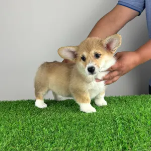 Pembroke Welsh Corgi - Ripley
