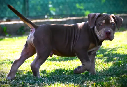 American Bully - Standard - Ghostface Fighters Aslan - Reserved!