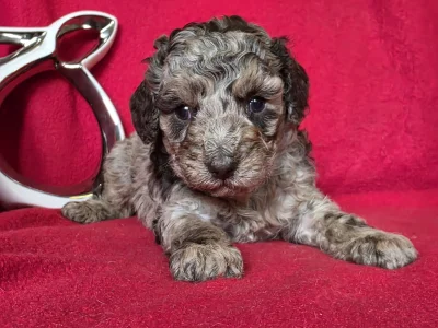 Cavapoo - Choco-Bunny