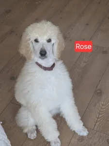 Óriás uszkár - Giant Miracles Extazy Diamond Rose