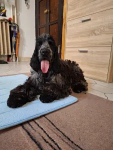 Angol Cocker spániel - Warriorhearted