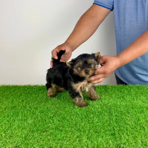 Yorkshire Terrier - Wiwi