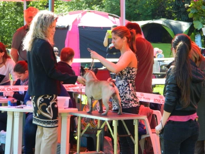 Kavapoo - Pinsch-bull Kennel