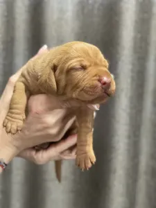 Hungarian Short-haired Vizsla - Vidual Artúr