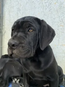 Cane corso - Cassiopeia’s Pearl Zakopane