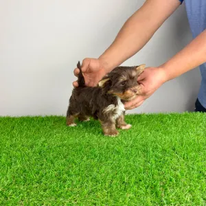 Yorkshire Terrier - Livius