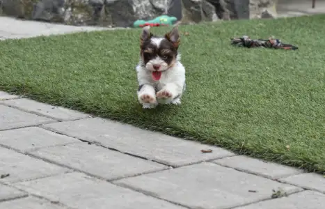 Biewer Terrier - Oreo 
