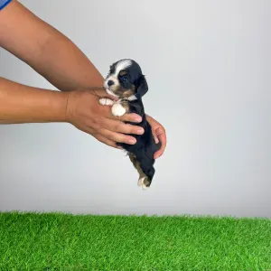 Cavalier King Charles Spaniel - Veritas