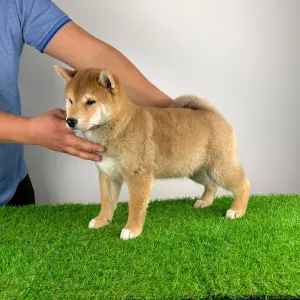 Shiba Inu - Leni