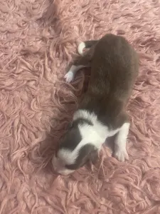 Border Collie - Barna Szuka 1.