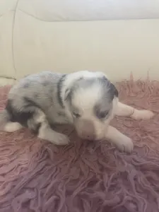 Border Collie - Blue Merle Kan 2