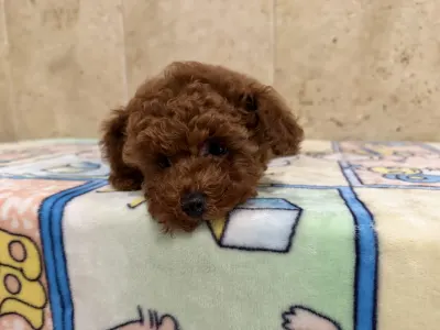 Poodle Miniature - Fendi