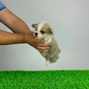Welsh Corgi Pembroke - Senex