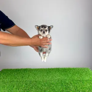 Chihuahua - Lindsay