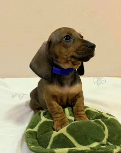 Dachshund - Mr Blue