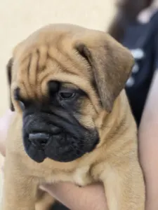 Bullmastiff - Cozia
