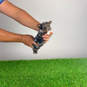 Yorkshire Terrier - Barry