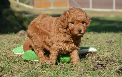 Cavapoo - Zaki