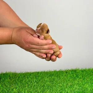 Cavalier King Charles Spaniel - Luxus