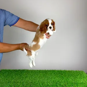 Cavalier King Charles Spaniel - Zercho