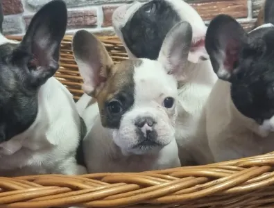 Французский бульдог - Issac