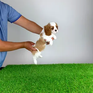 Cavalier King Charles Spaniel - Norbo