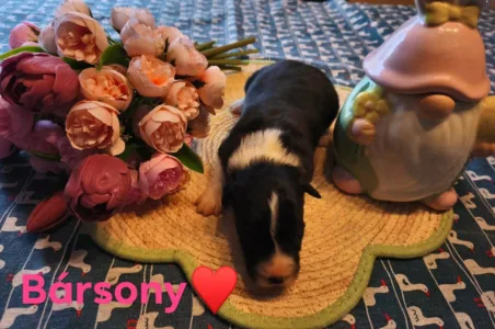Border Collie - Bársony