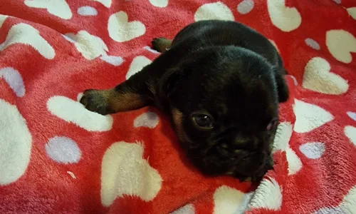 French Bulldog - French Bulldog Merla Tan Boys