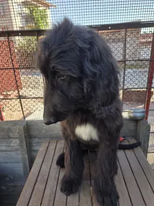 Afghan Hound - Abel ‘zar Rahima