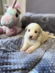 Border Collie - Red Girly
