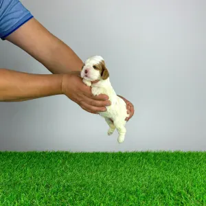 Cavalier king Charles spaniel - Biggi