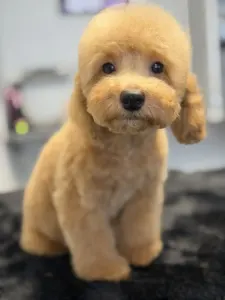 Barbone nano - Zsáner