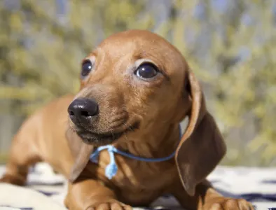 Teckel - Mr Nemo Jr Hug Me Strongly 