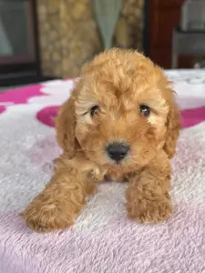 Poodle Miniature - Milla
