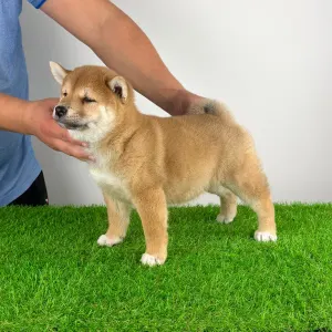 Shiba - Leni