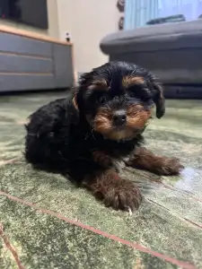 Yorkshire Terrier - Wuki