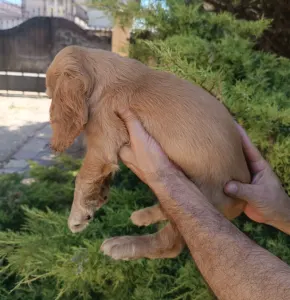 Angol Cocker spániel - Charlie