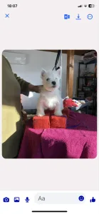 West Highland White Terrier - Vivaldi Demarcus Kennel