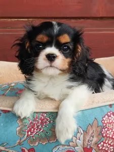 Cavalier King Charles Spaniel - Zoee